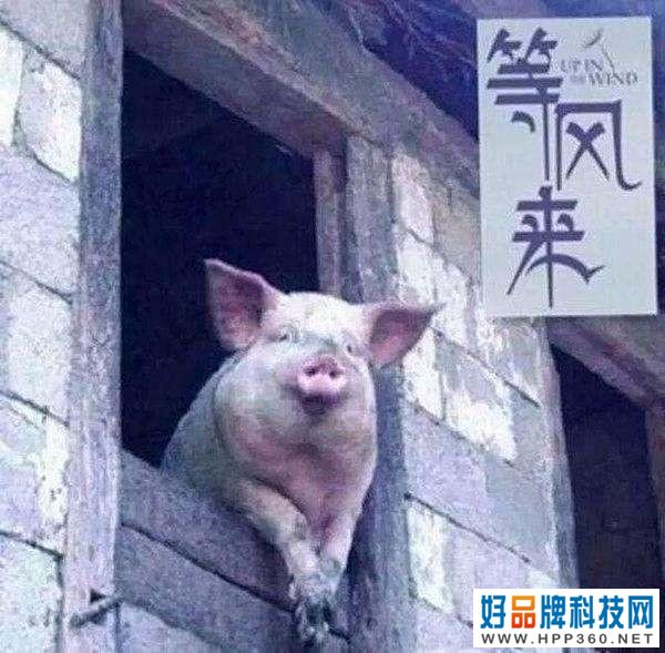 网红造富神话破灭，公司高管多人套现，是割韭菜还是正常操作？