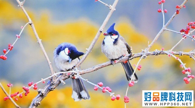 坚果G9S评测 