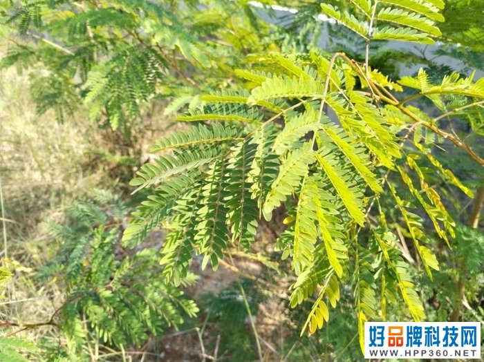 荣耀X30体验：快充2.0+窄边天花板配置 品质可靠
