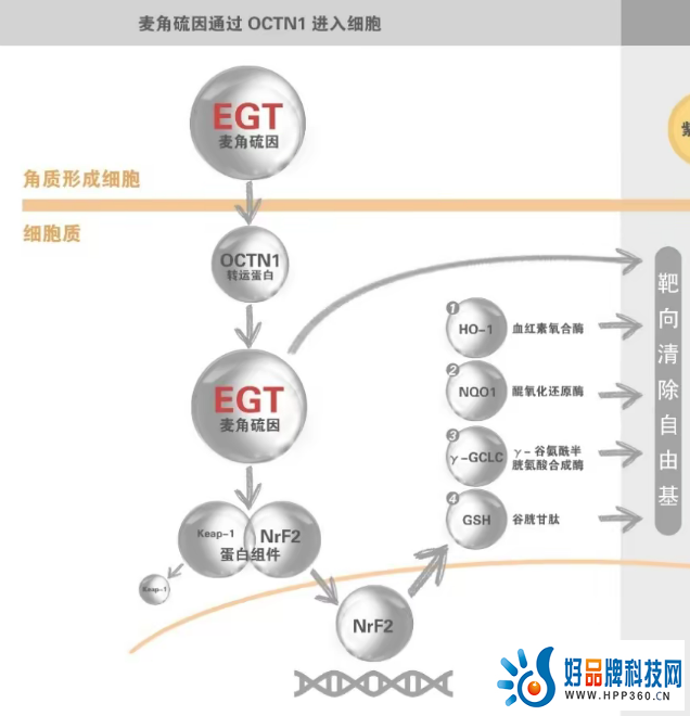 麦角硫因与OCTN-1转运蛋白.png