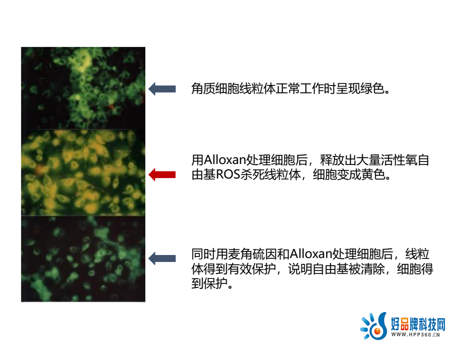 麦角硫因抗氧化功能.png